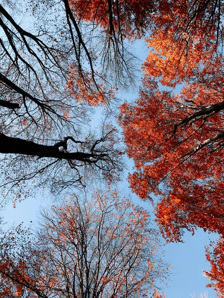 美丽的秋天风景和五彩缤纷的树木来自罗马尼亚的皮亚拉内姆特 — 图库照片
