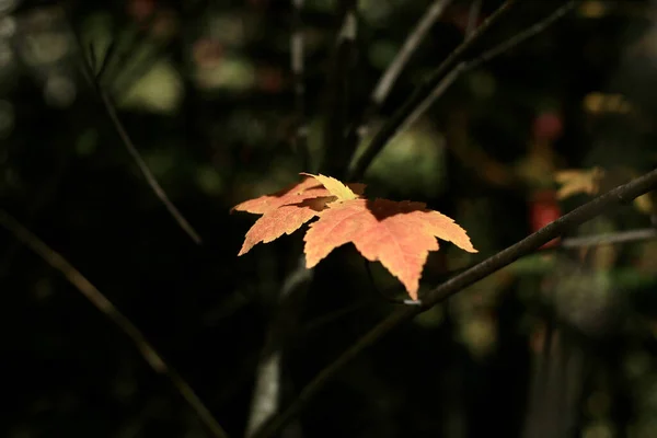 Enfoque Selectivo Una Hoja Otoño Naranja Árbol Bajo Luz Del — Foto de Stock