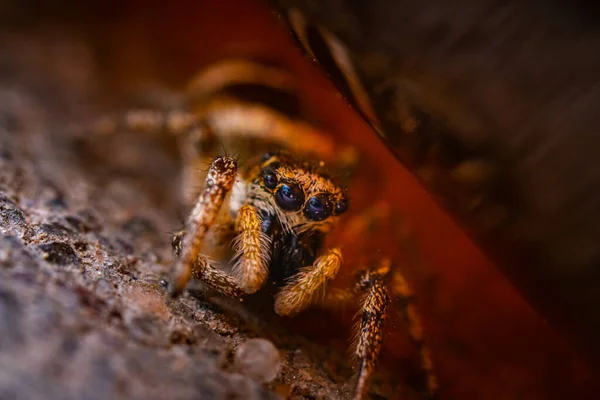 Detailní Záběr Pavouka Izolovaného Rozmazaném Pozadí — Stock fotografie