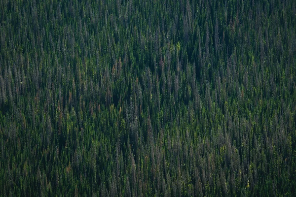 Gyönyörű Kilátás Nyílik Egy Sűrű Erdőre Sziklás Hegységben Coloradóban — Stock Fotó