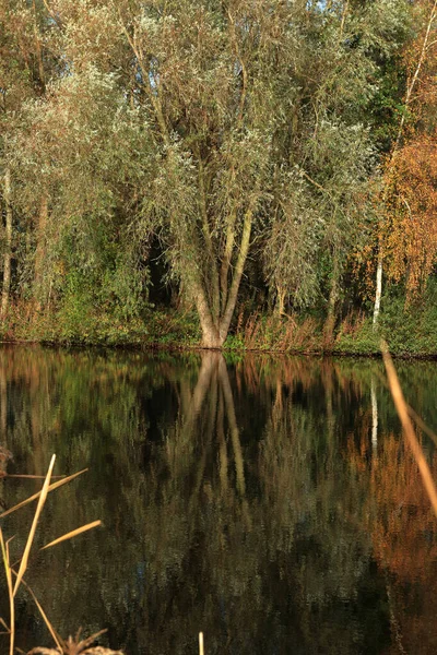 Willow Bagienny Las Słoneczny Dzień Jesienią Zachodniej Holandii — Zdjęcie stockowe
