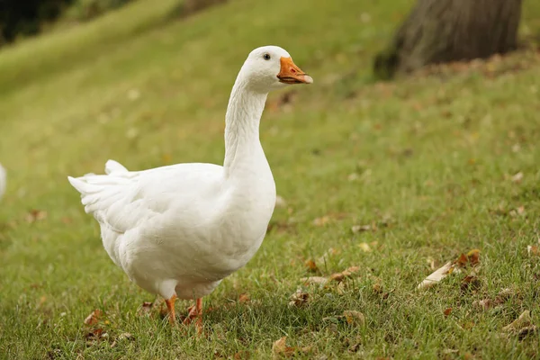 White Goose Walking Green Grass Park — Stock Photo, Image