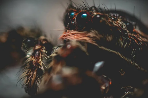 Primer Plano Una Araña Aislada Sobre Fondo Borroso — Foto de Stock