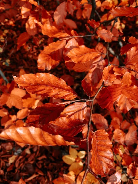 Eine Wunderschöne Szene Aus Herbstlandschaft Und Buntem Laub — Stockfoto