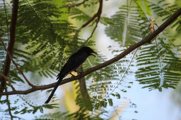 树叶栖息在树枝上的一只黑鸟 — 图库照片