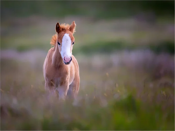 Çayırda Yürüyen Kızıl Tay — Stok fotoğraf