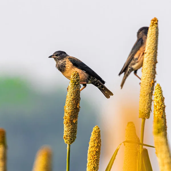 Rosy Starlings Sitting Resting Millet Stick — Stock Photo, Image