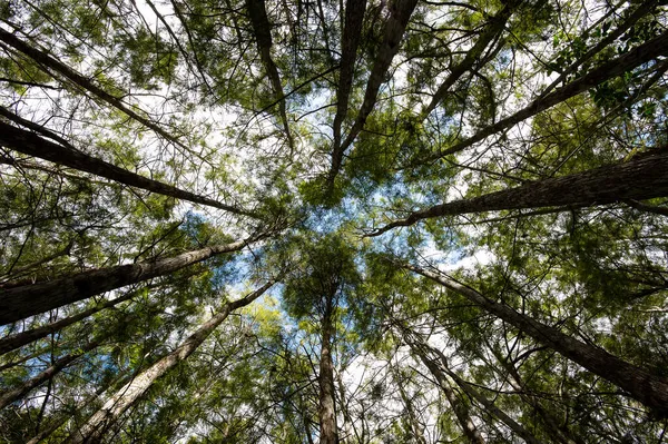 Een Lage Hoek Van Hoge Bomen Een Zonnige Dag — Stockfoto