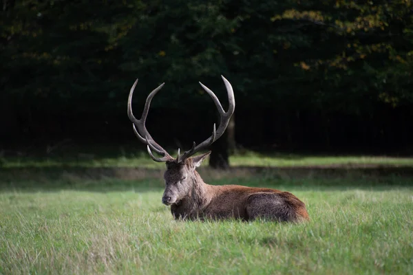 Barren Ground Caribou Sitting Green Grass Park — Φωτογραφία Αρχείου