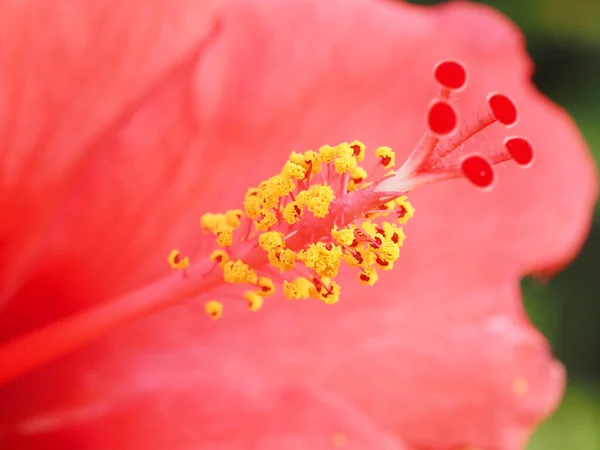 Eine Nahaufnahme Einer Roten Blume Einem Garten — Stockfoto