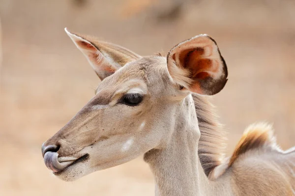 Closeup Shot Kudu Cow — 图库照片