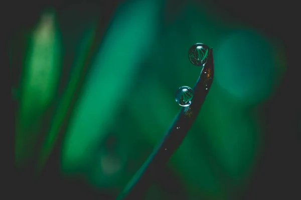 Belo Tiro Gotas Água Algumas Plantas — Fotografia de Stock