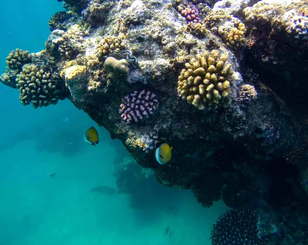 Фото Чудового Коралового Рифу Єгипті — стокове фото