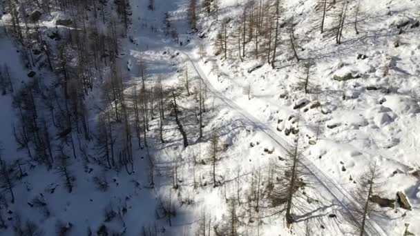 Зимовий Ліс Сніговими Покритими Деревами — стокове відео