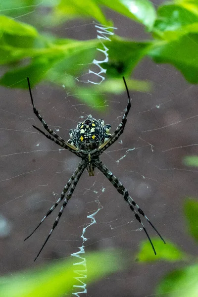 Clsoeup Shot Spider — Fotografia de Stock