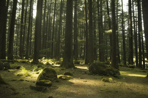 Deodar Bosque Árboles Manali India — Foto de Stock