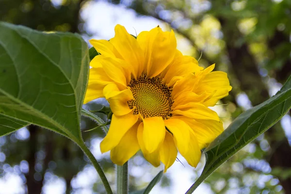Sonnenblumenblume Biologischen Familiengarten Angebaut — Stockfoto