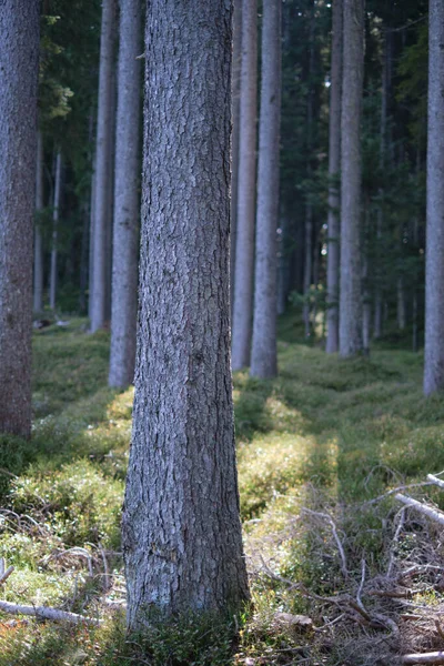 Вертикальный Снимок Мистического Соснового Леса Зеленой Почвой Подсветке Австрийская Деревообрабатывающая — стоковое фото
