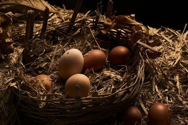 Scenic View Fresh Eggs Nest — Stockfoto