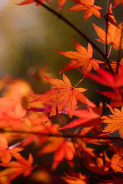 Красивая Сцена Осеннего Пейзажа Красочные Опавшие Листья — стоковое фото