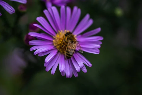 Closeup Bees Pollinating Beautiful Purple Aster Flower — Fotografia de Stock
