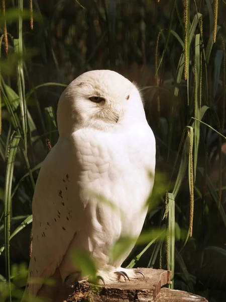 Gros Plan Une Chouette Blanche Perchée Sur Bois Par Une — Photo