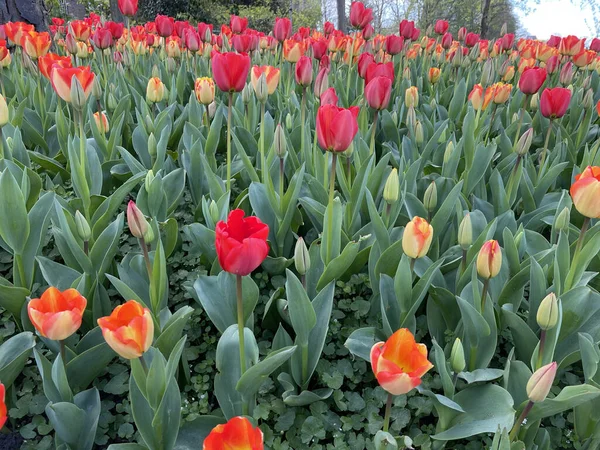 Ein Schöner Blick Auf Ein Feld Bunter Tulpen — Stockfoto