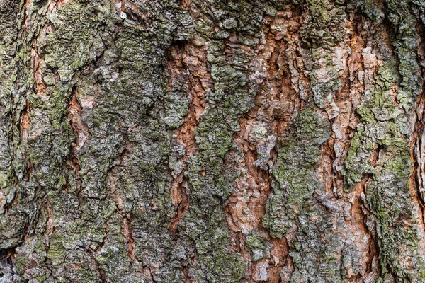 Close Tree Trunk Texture — Stock Photo, Image