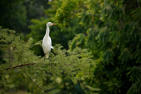 White Crane Sitting Tree Branch — стоковое фото