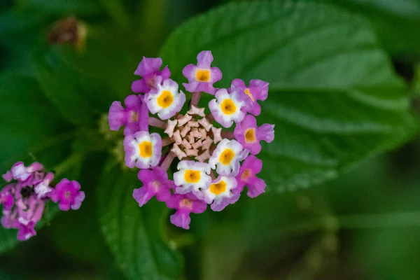 Eine Nahaufnahme Der Westindischen Lantana — Stockfoto