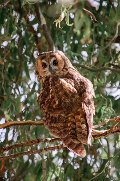 Closeup Owl Sitting Branch Tree — Stockfoto