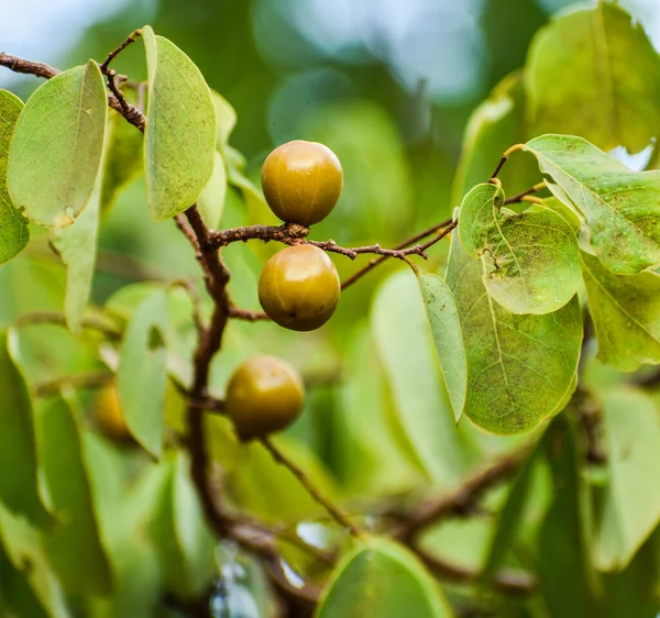 Manchineel Fuit Träd Gren — Stockfoto