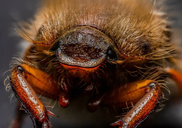 Gün Boyunca Ormanda Bir Böceğin Yakın Çekim Görüntüsü — Stok fotoğraf