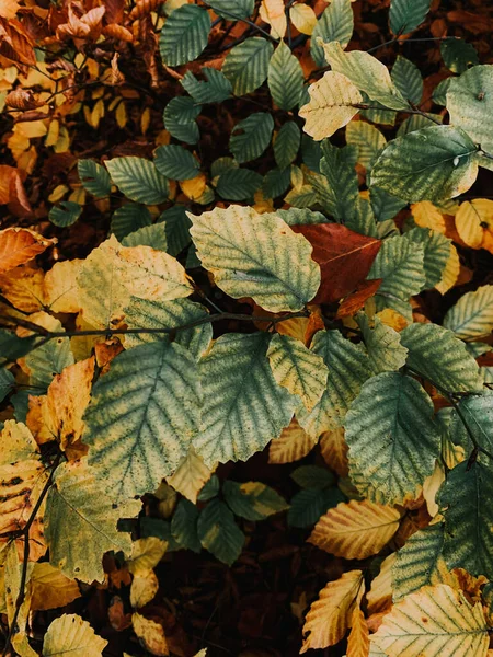 Een Prachtige Scène Van Herfst Landschap Kleurrijke Gevallen Bladeren — Stockfoto