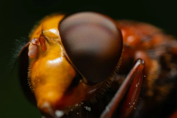 Gros Plan Une Abeille Dans Une Forêt Pendant Journée — Photo