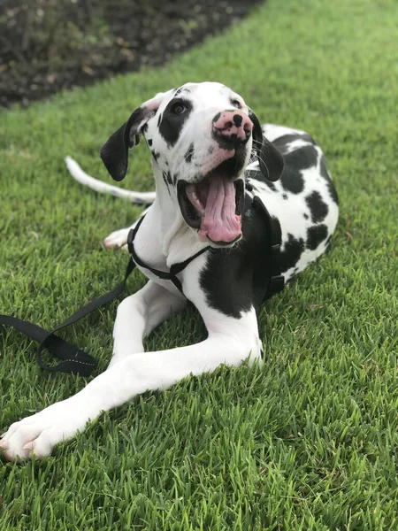 Een Selectieve Van Een Slaperige Dalmatian Hond Rustend Het Gras — Stockfoto
