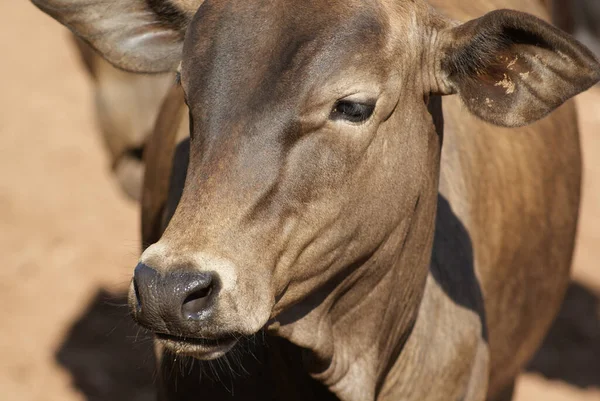 Closeup Shot Cow Field Day Brazil — Stock Photo, Image