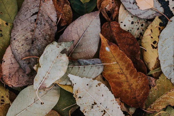 Μια Όμορφη Σκηνή Του Φθινοπώρου Τοπίο Και Πολύχρωμα Πεσμένα Φύλλα — Φωτογραφία Αρχείου