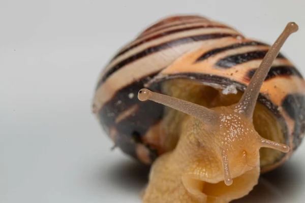 Closeup Shot Snail Isolated Blurred Background — Stock Photo, Image