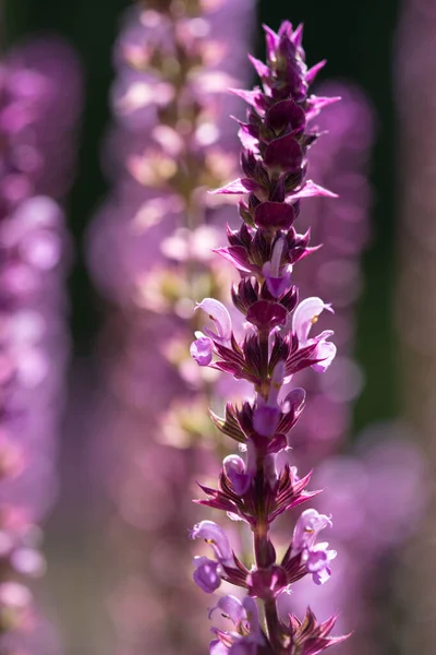 Vertikal Närbild Skott Vackra Lila Lavendel Blommor — Stockfoto