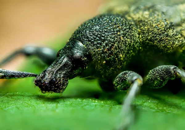 Een Close Shot Van Een Insect Een Bos Gedurende Dag — Stockfoto