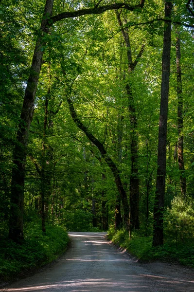 Silnice Hustém Zeleném Lese — Stock fotografie