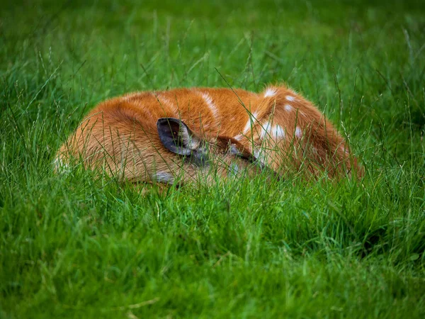 Closeup Fawn Que Dorme Gramado Verde — Fotografia de Stock