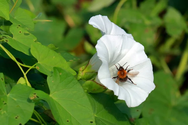 大黄蜂授粉的边缘Bindweed花 花椰菜 — 图库照片