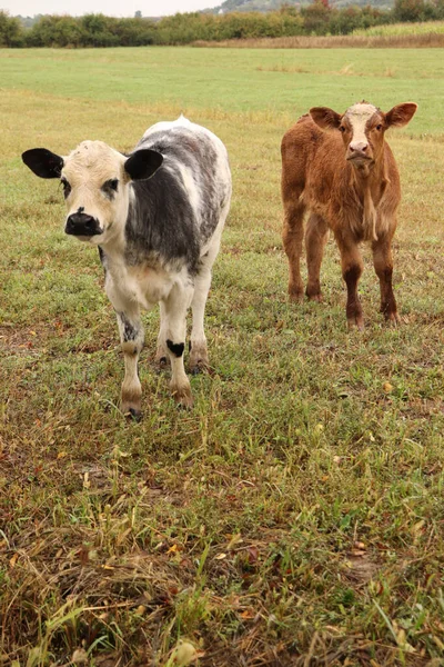 Closeup View Two Cattle Bos Taurus Cultivated Field Trees Background — Fotografia de Stock