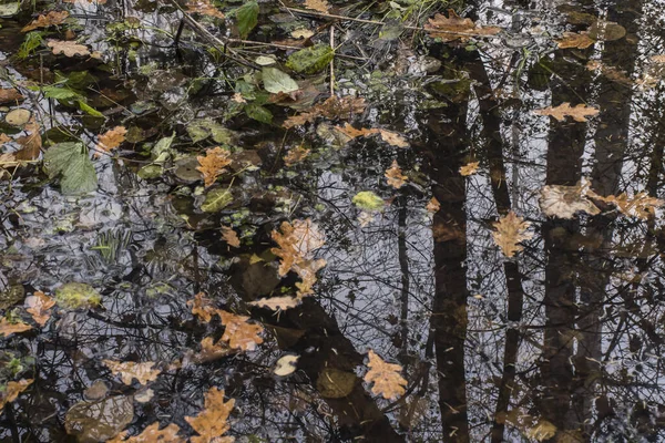 Крупный План Грязного Дождевого Пруда Лесу Покрытом Сушеными Листьями Осенью — стоковое фото