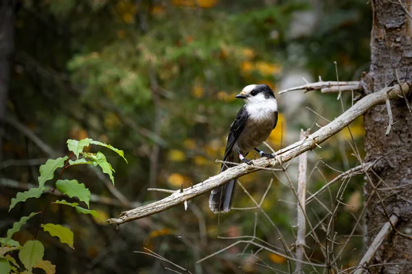 加拿大大麻雀的特写镜头 也被称为灰色大麻雀 Perisoreus Canadensis — 图库照片