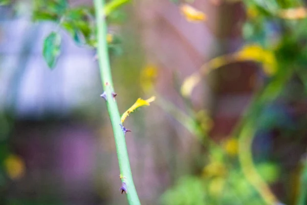 Une Prise Vue Sélective Tige Plante Rose Avec Des Épines — Photo