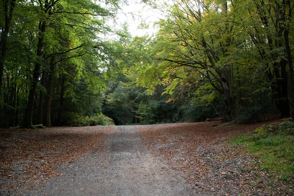 Hermoso Paisaje Otoñal Con Sendero Rodeado Hojas Árboles Caídos — Foto de Stock