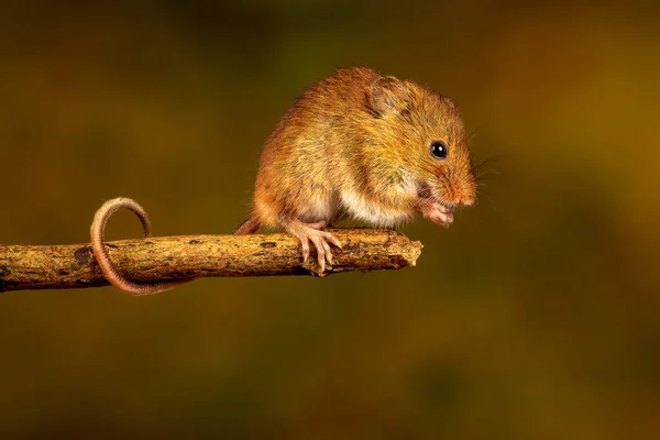 A closeup of the Eurasian harvest mouse.